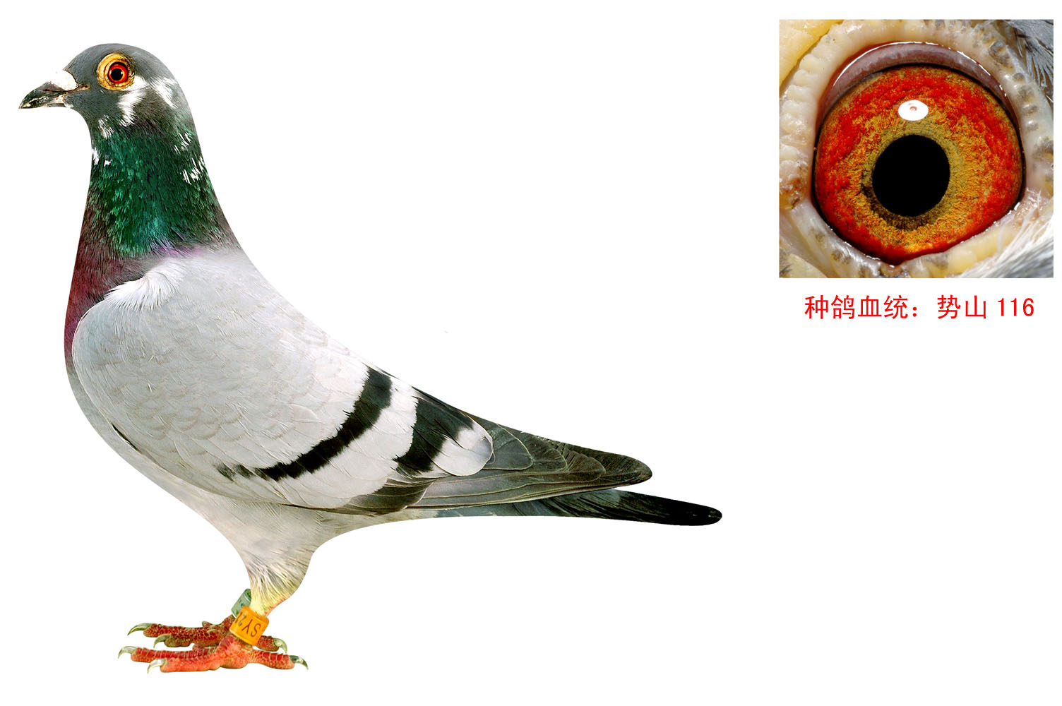 信鸽在线拍卖平台 - 中国信鸽信息网