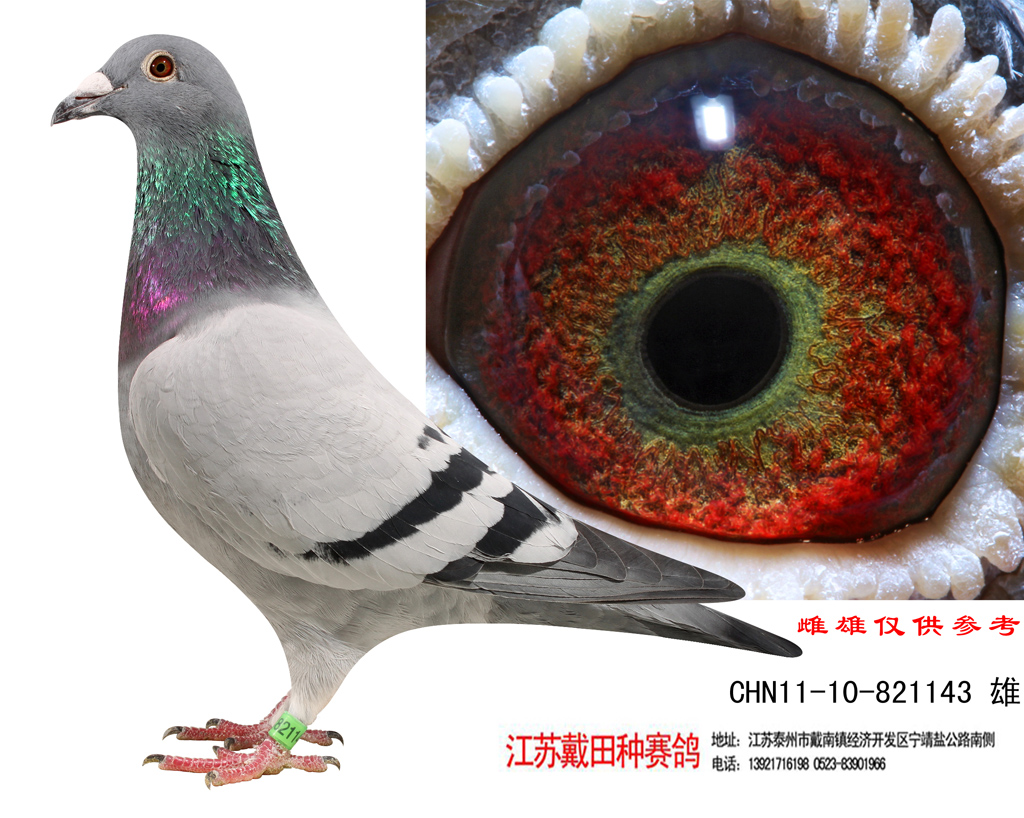 信鸽在线拍卖平台 - 中国信鸽信息网