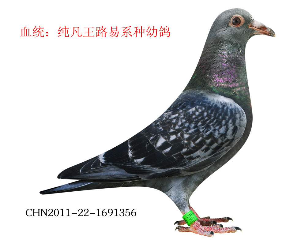 信鸽在线拍卖平台 - 中国信鸽信息网