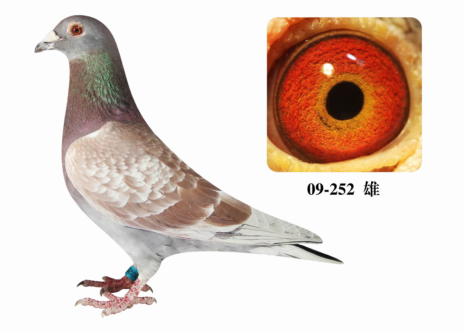 信鸽在线拍卖平台 - 中国信鸽信息网