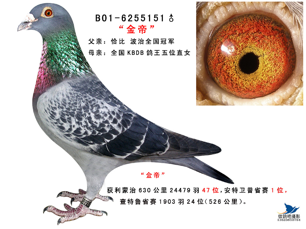 喜娟胡本系鸽业在线拍鸽