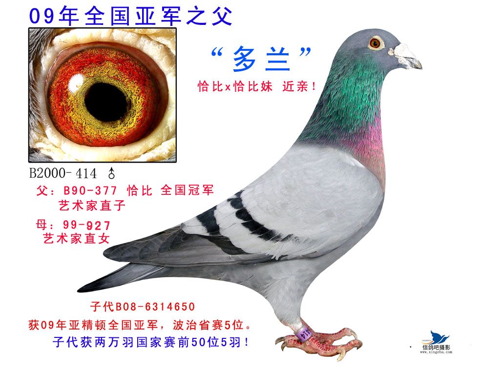 喜娟胡本国际鸽业图片