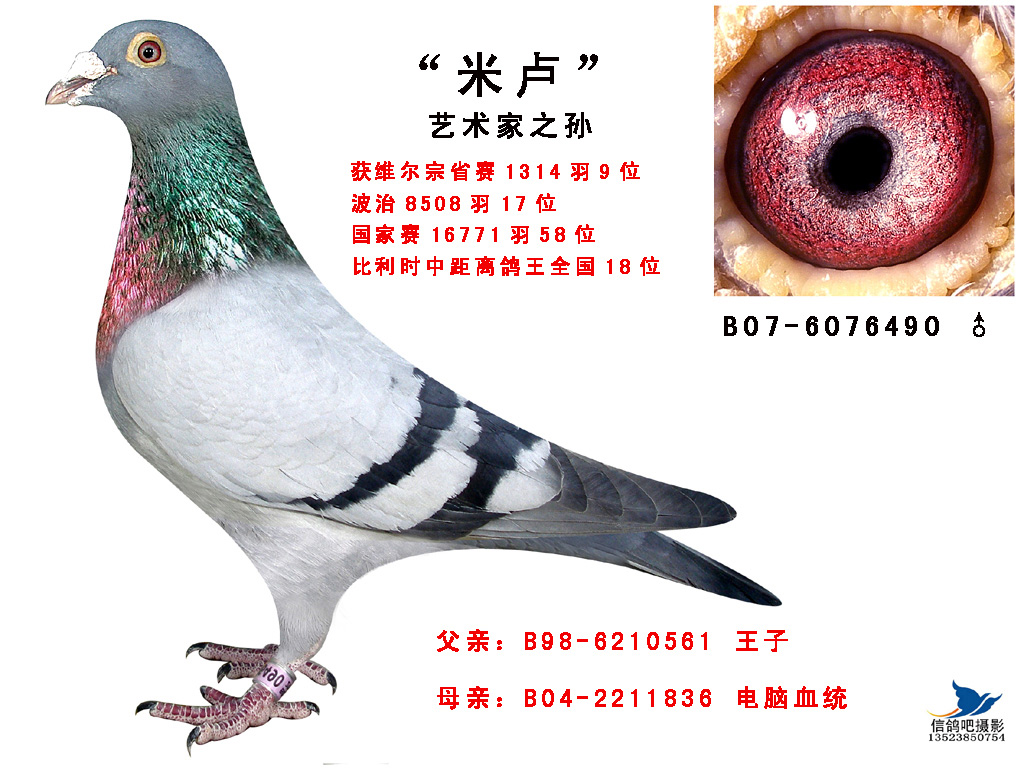 喜娟胡本系鸽业在线拍鸽
