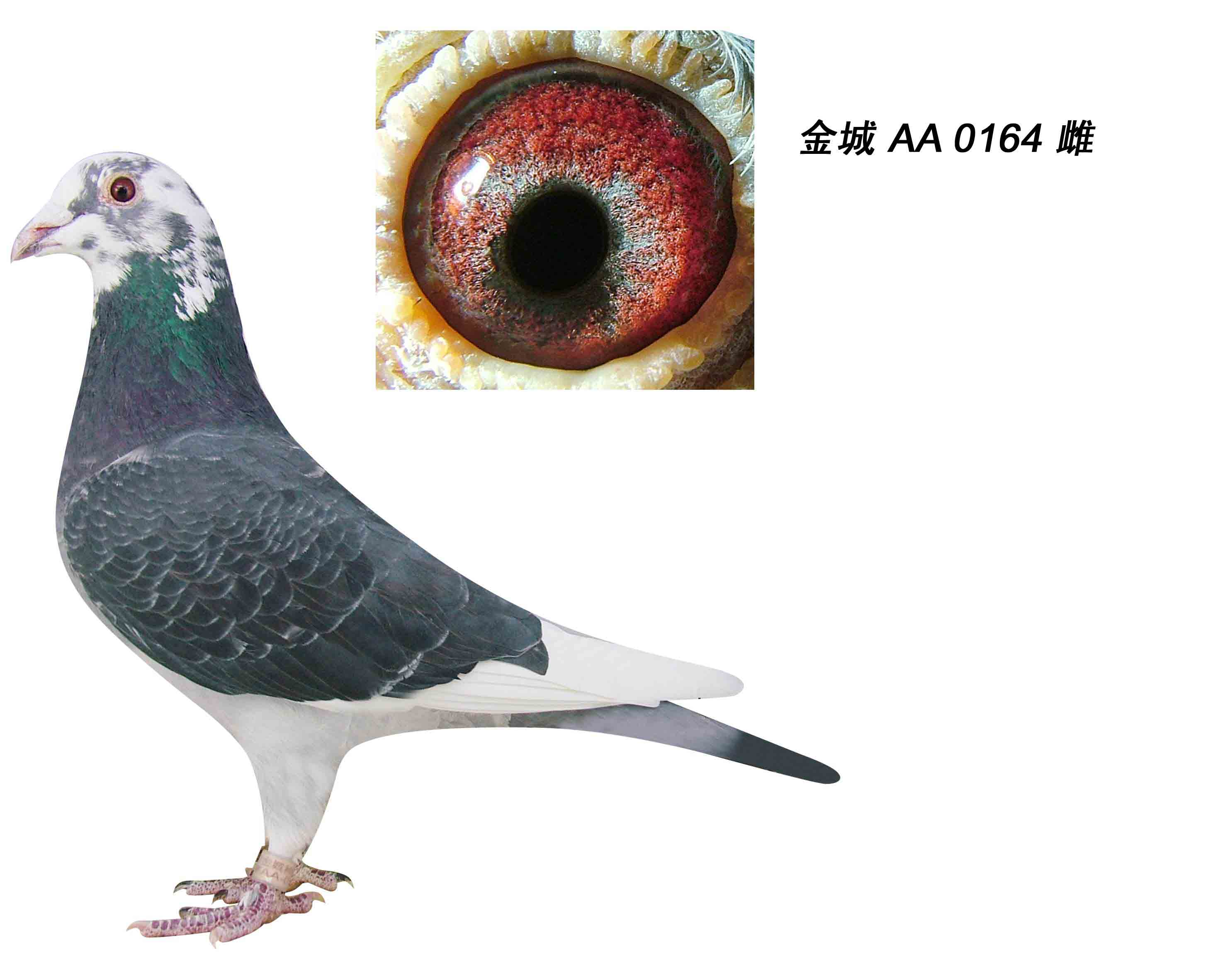 信鸽在线拍卖平台 - 中国信鸽信息网