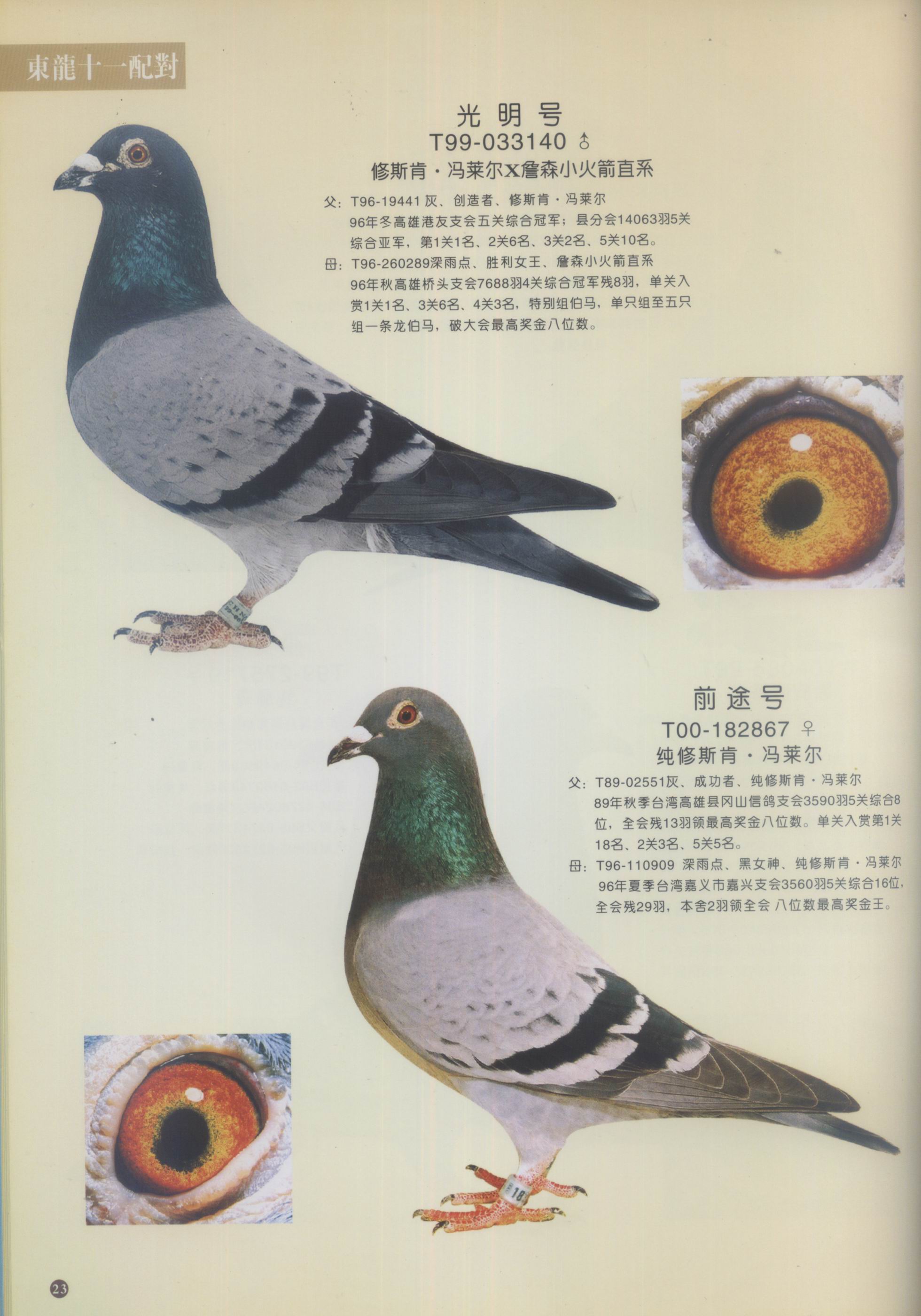 南昌品翔鸽业 - 中信网铭鸽展厅 www.ag188.com