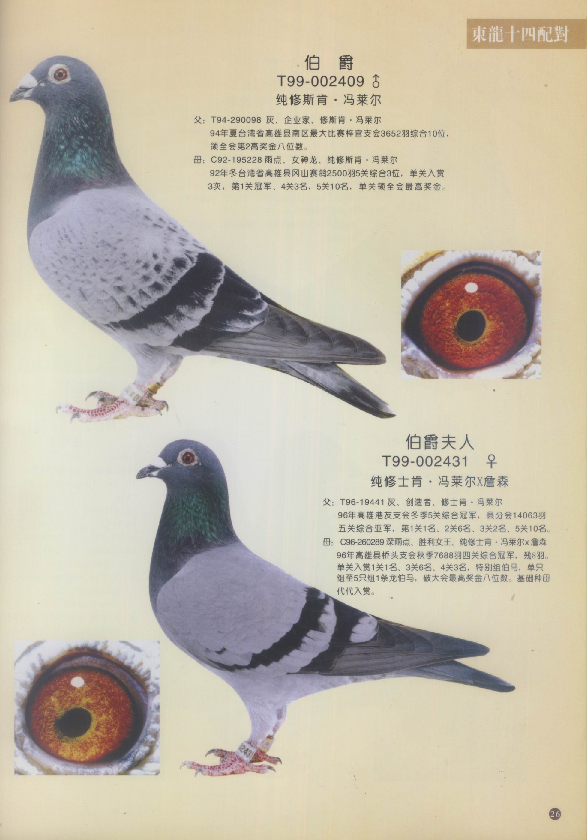 (3)修斯肯502 保证金级 拍卖