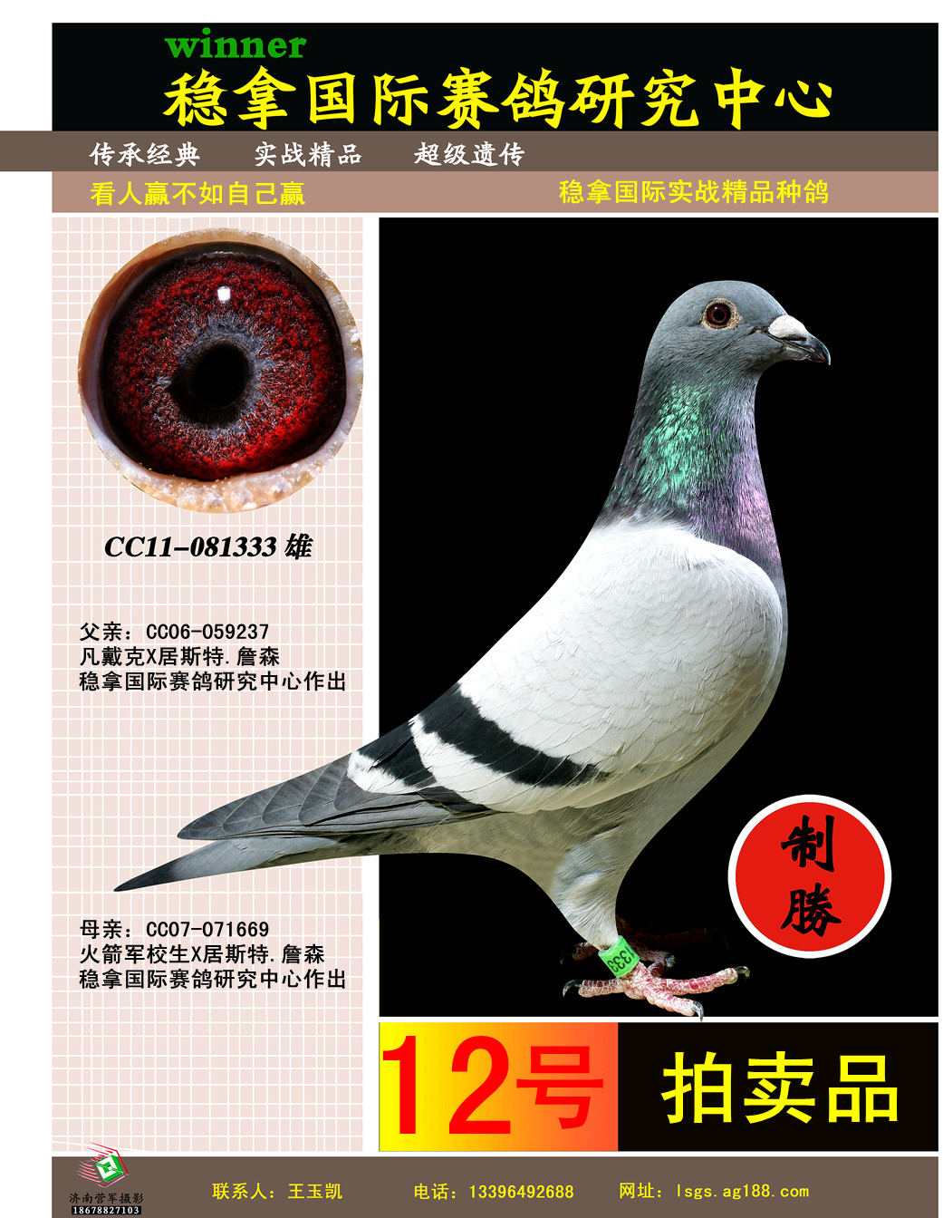 稳拿实战精品种鸽 保证金级 拍卖