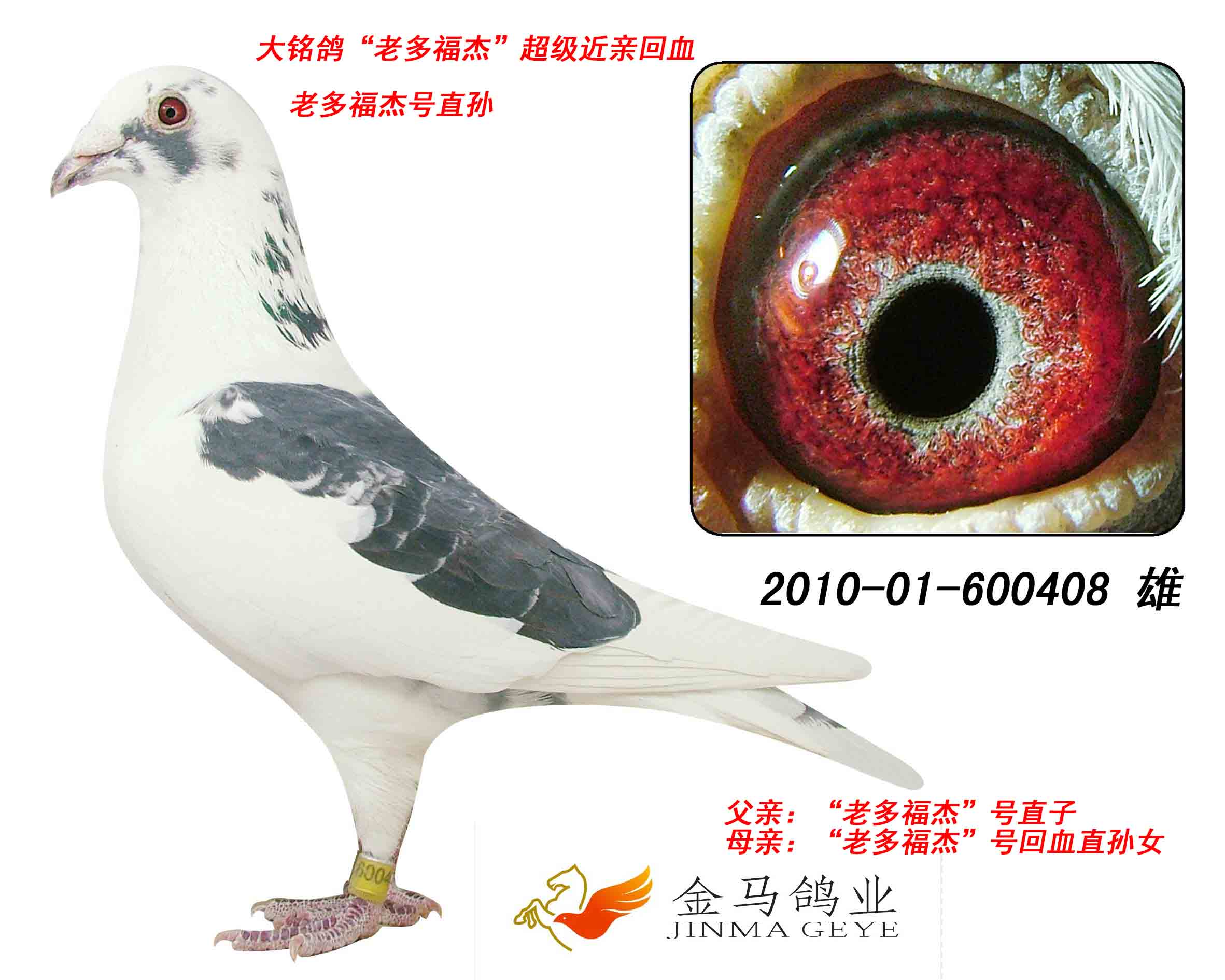 信鸽在线拍卖平台 - 中国信鸽信息网