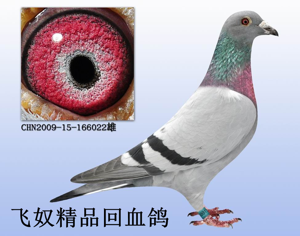 鸽友必须自行到指定机场或可到达之长途车站取鸽.