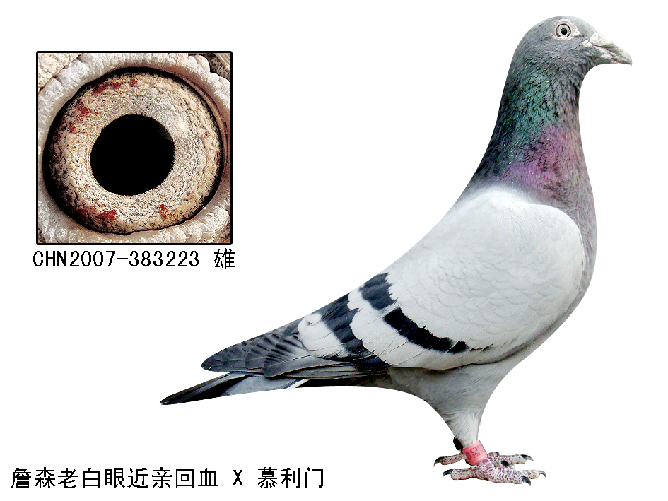 拍卖专题 >> 查看拍卖商品  查看拍卖商品:         "珍珠眼慕利门"