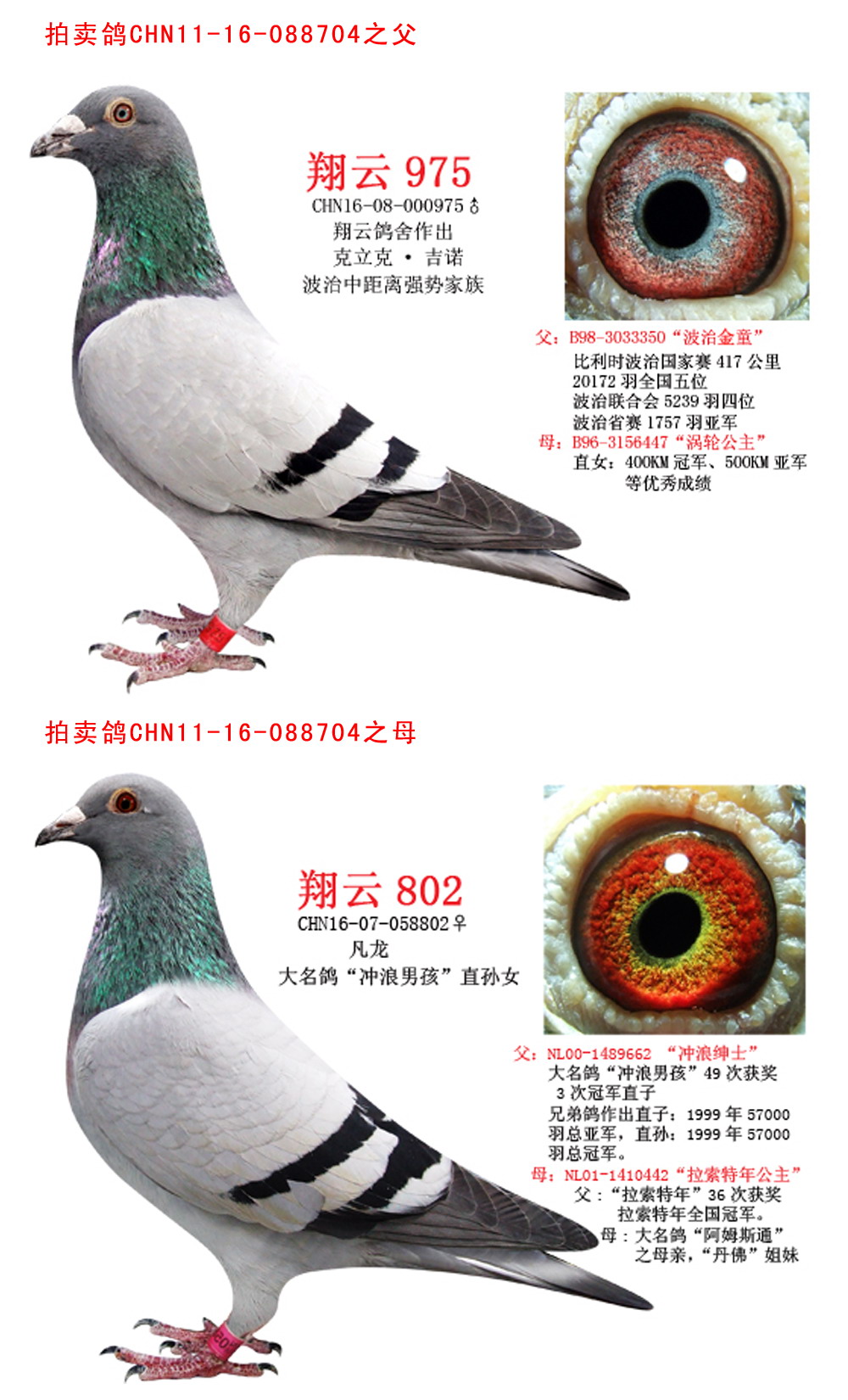 北京燕青鸽舍图片