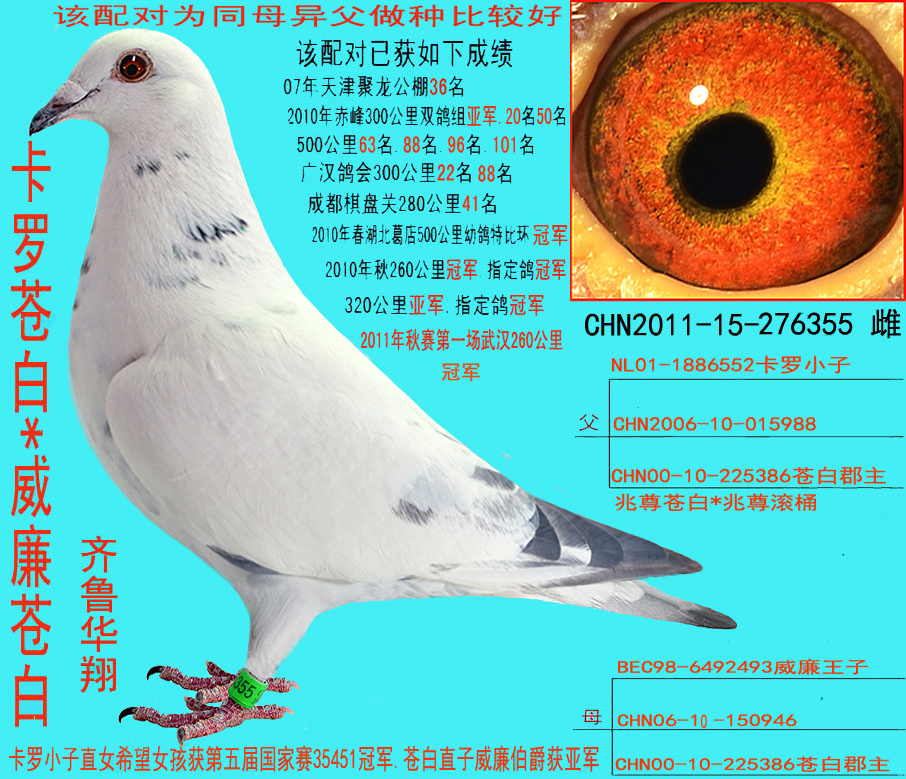 卡罗苍白*威廉苍白 保证金级 拍卖