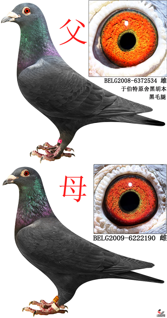 黑色胡本近亲子代雄 保证金级 拍卖