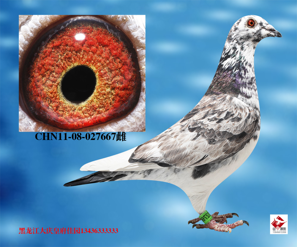 当前出价: 400          元 拍卖状态: 拍卖结束 商家名称: 皇府铭鸽