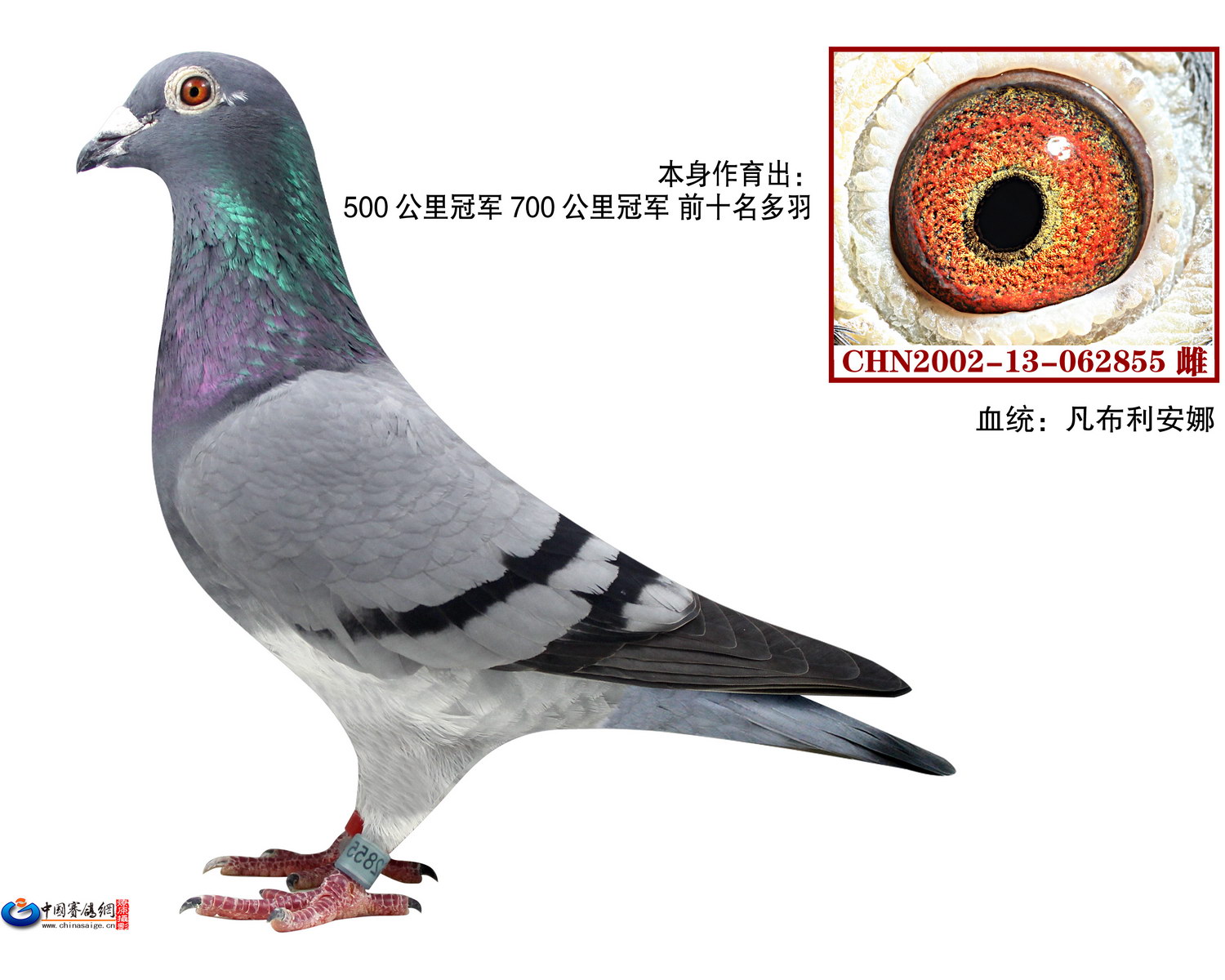 老凡布利安娜种雌 保证金级 拍卖