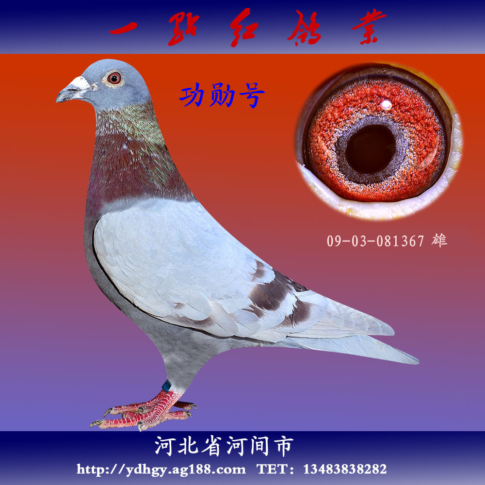 北京田生鸽舍红鸽子图片