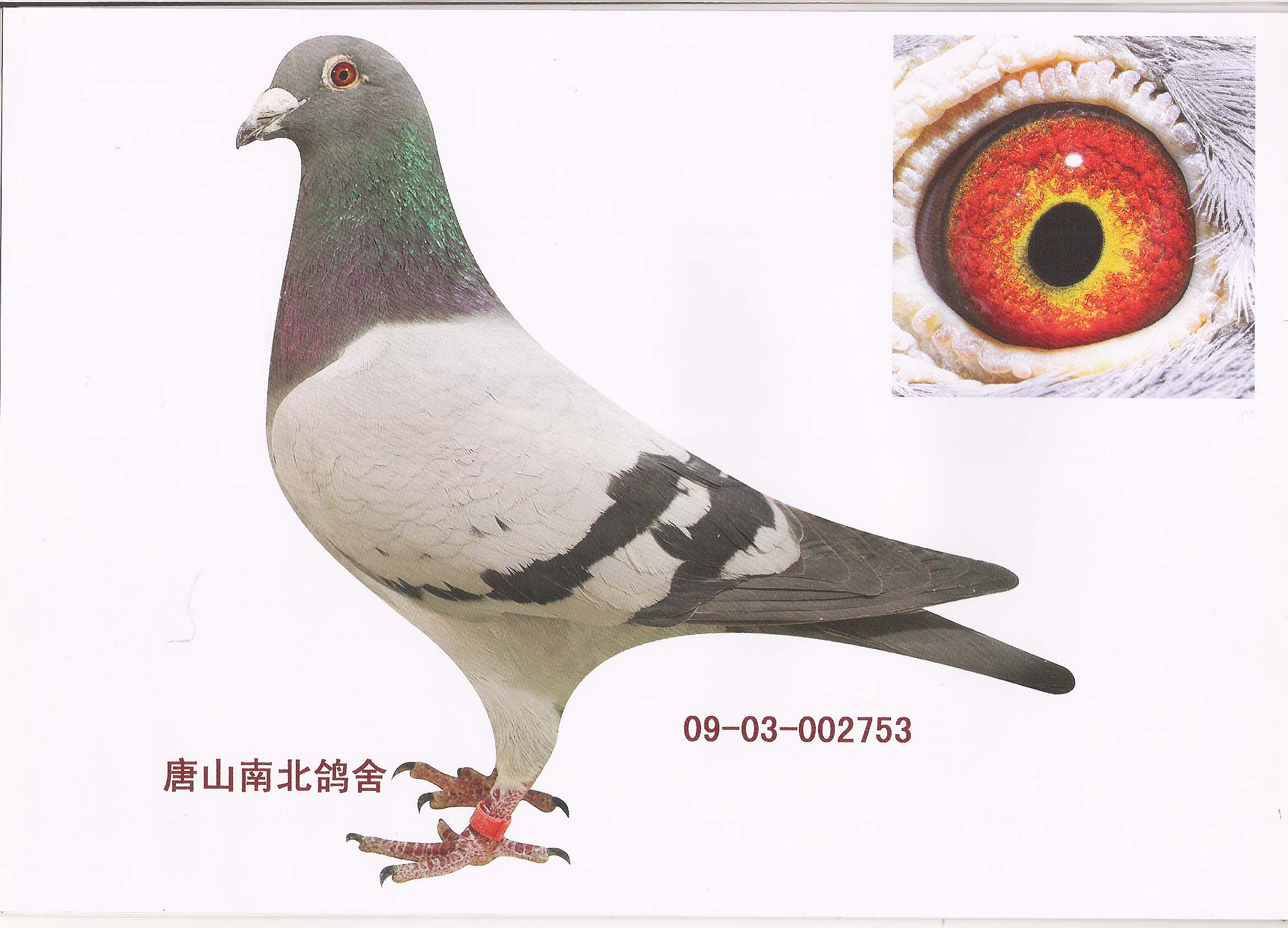唐山南北鸽舍 - 中信网铭鸽展厅 www.ag188.com