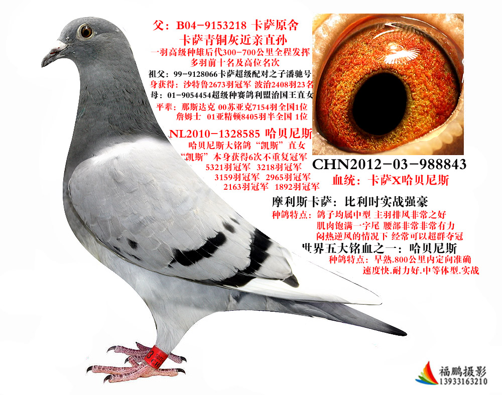 福鹏鸽业在线拍鸽