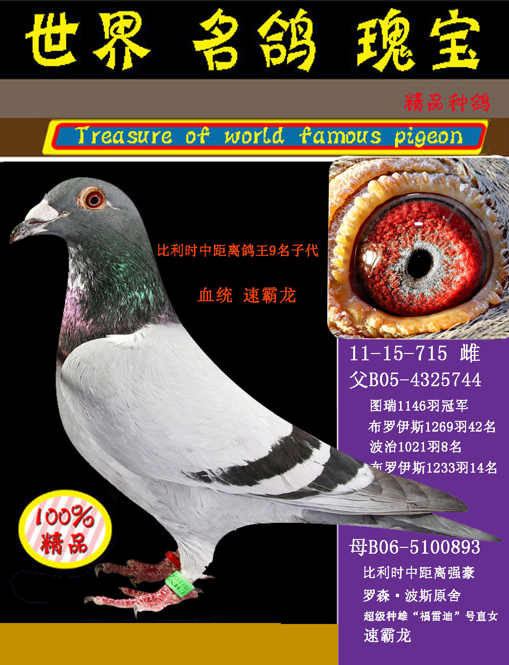 帝卢.速霸龙 鸽王9位 保证金级 拍卖