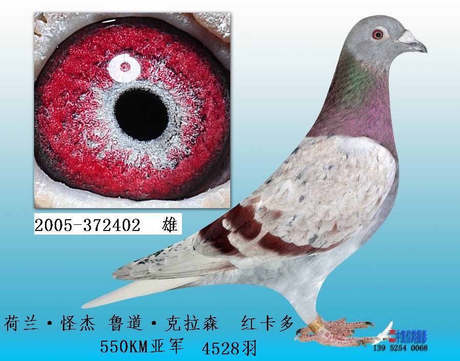 550km亚军荷兰怪杰鲁道·克拉森红卡多372402                  保证