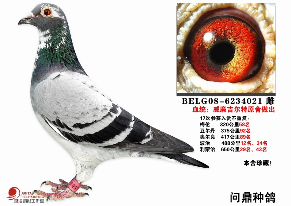 空运:按次数计算,得标1羽及多羽,每次均按300元支付,信鸽拍卖首页