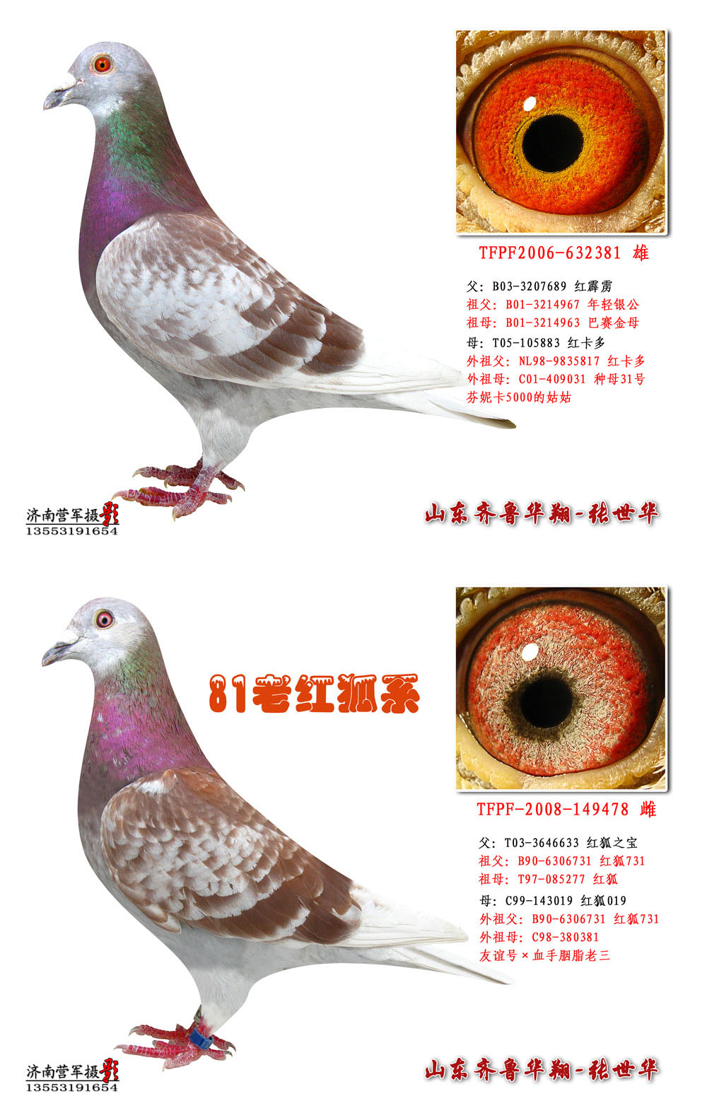 红卡多*红狐731*毛脚不败秃头199*强速189 保证金级 拍卖