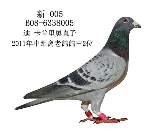 信鸽拍卖首页 拍卖专题 >> 查看拍卖商品