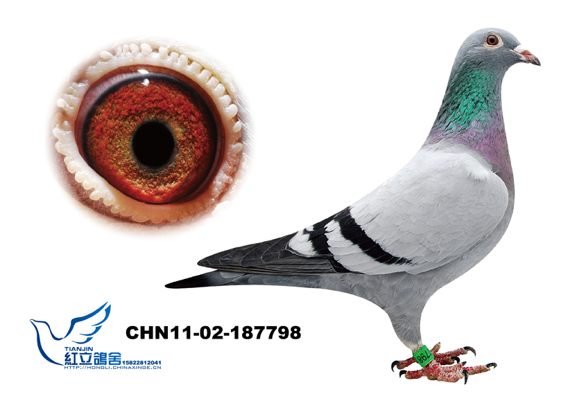 红立鸽舍 - 中信网铭鸽展厅 www.ag188.com