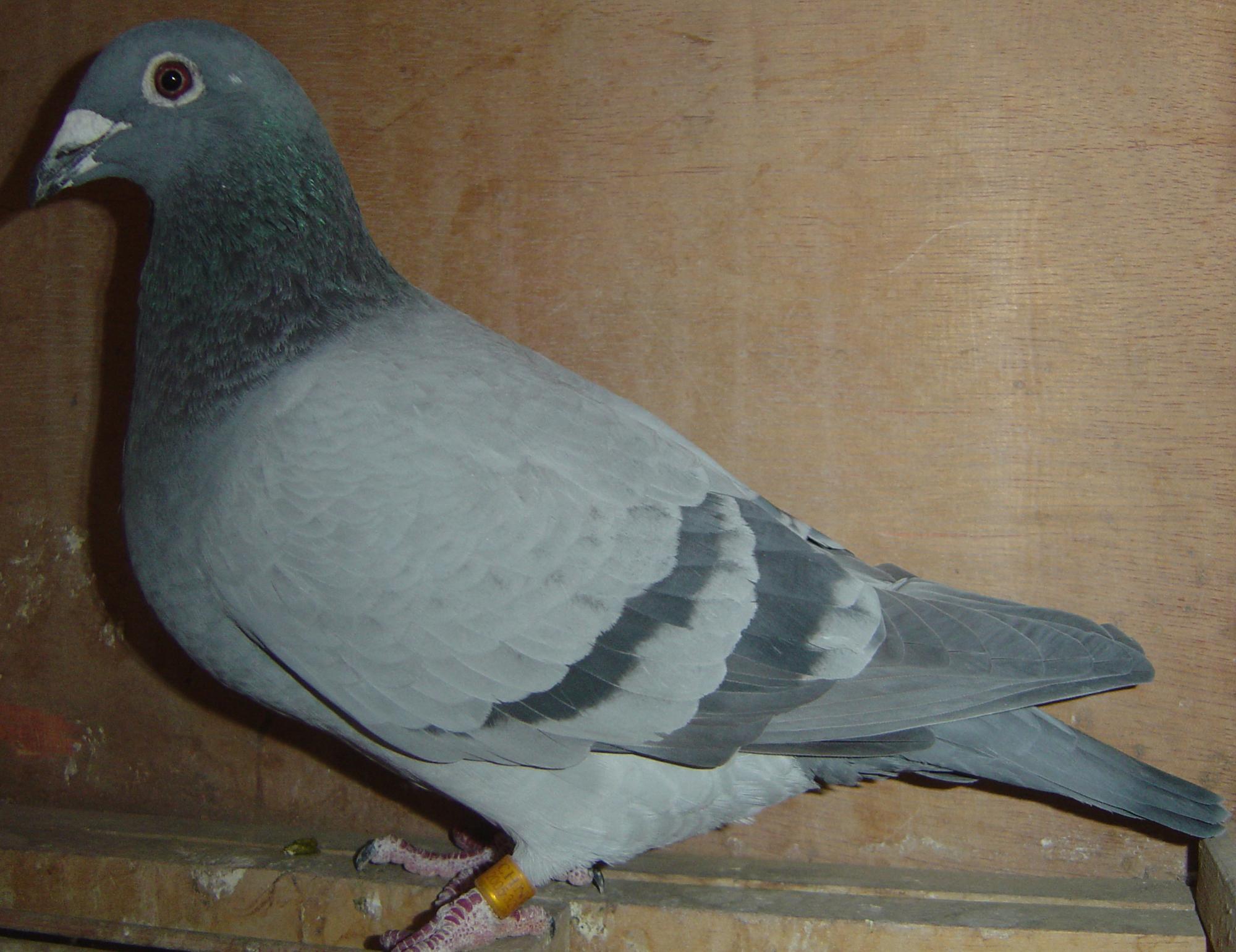 北京巅峰鸽舍 - 中信网铭鸽展厅 www.ag188.com