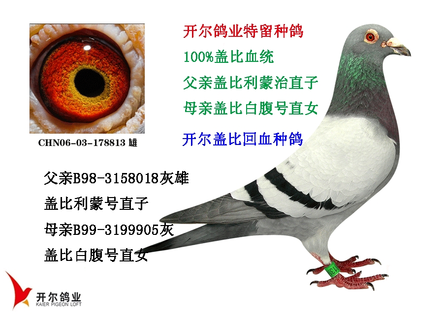 唐山开尔鸽业 - 中信网铭鸽展厅 www.ag188.com