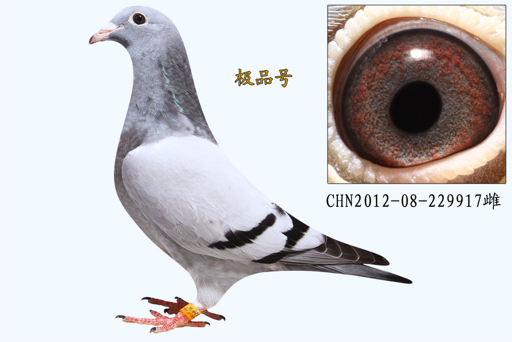 大庆飞雪鸽舍 - 中信网铭鸽展厅 www.ag188.com