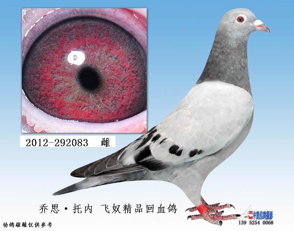 3.乔思·托内 飞奴精品回血鸽 292083 保证金级 拍卖