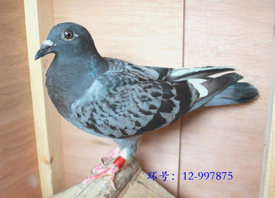 >> 查看拍卖商品