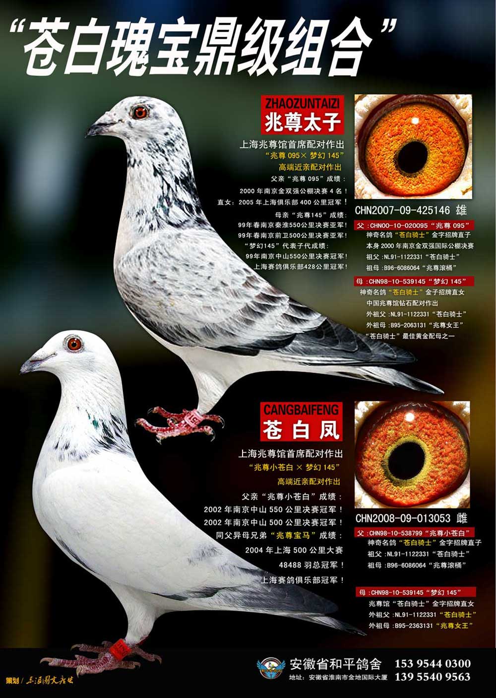 信鸽拍卖首页 拍卖专题 >> 查看拍卖商品 当前出价: 2000          元