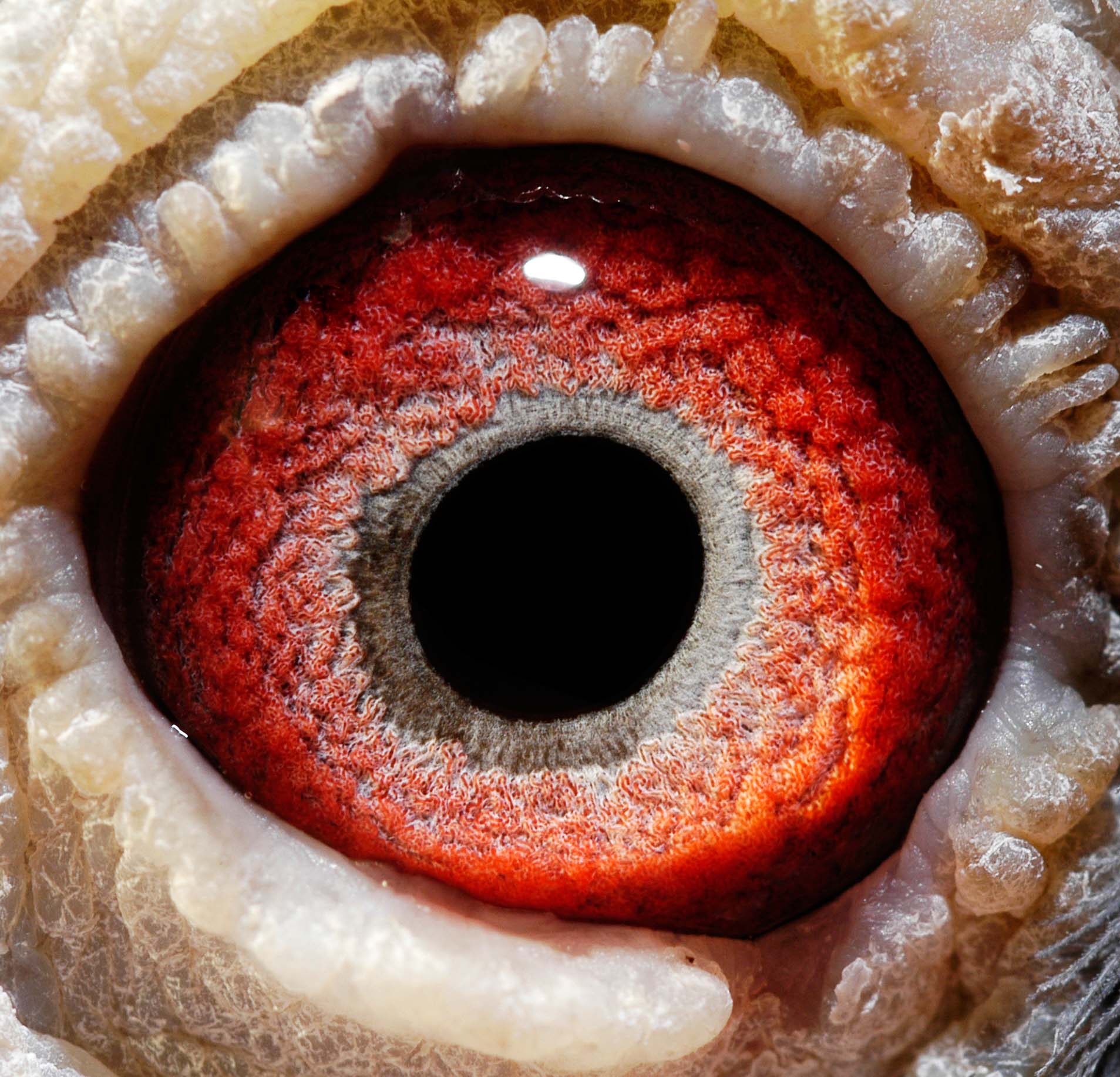 唐山开尔鸽业 - 中信网铭鸽展厅 www.ag188.com