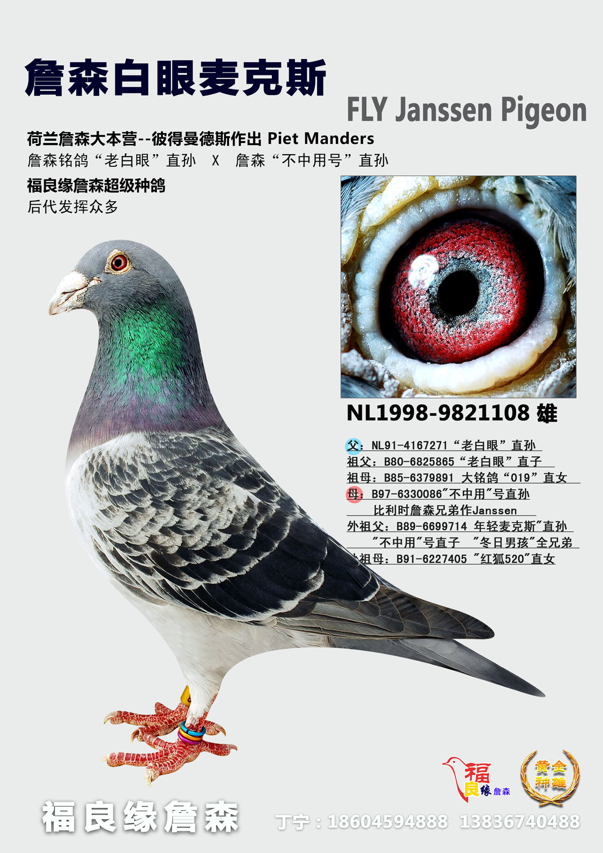 福良缘詹森 - 中信网铭鸽展厅 www.ag188.com