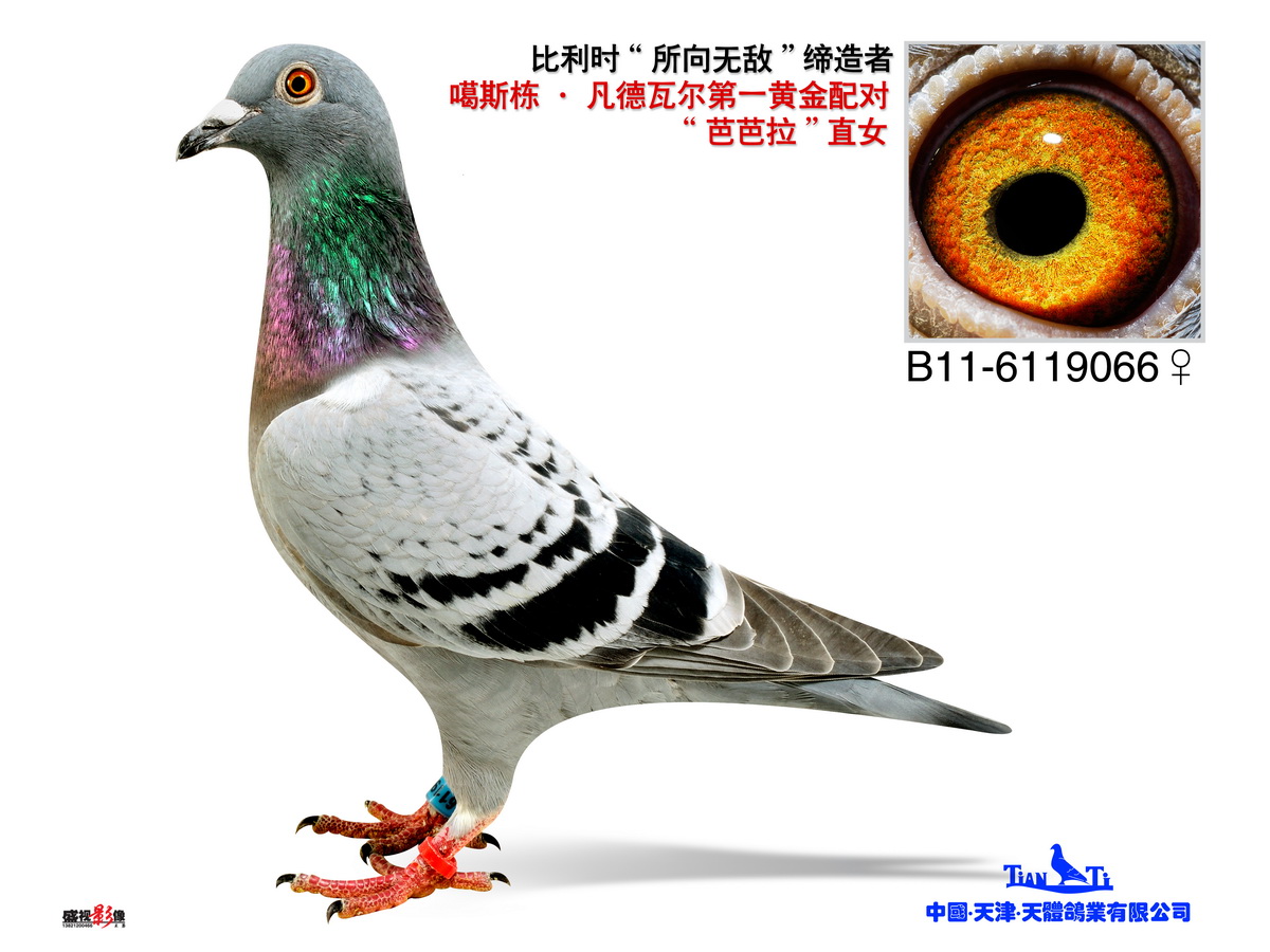 天体鸽业 - 中信网铭鸽展厅 www.ag188.com