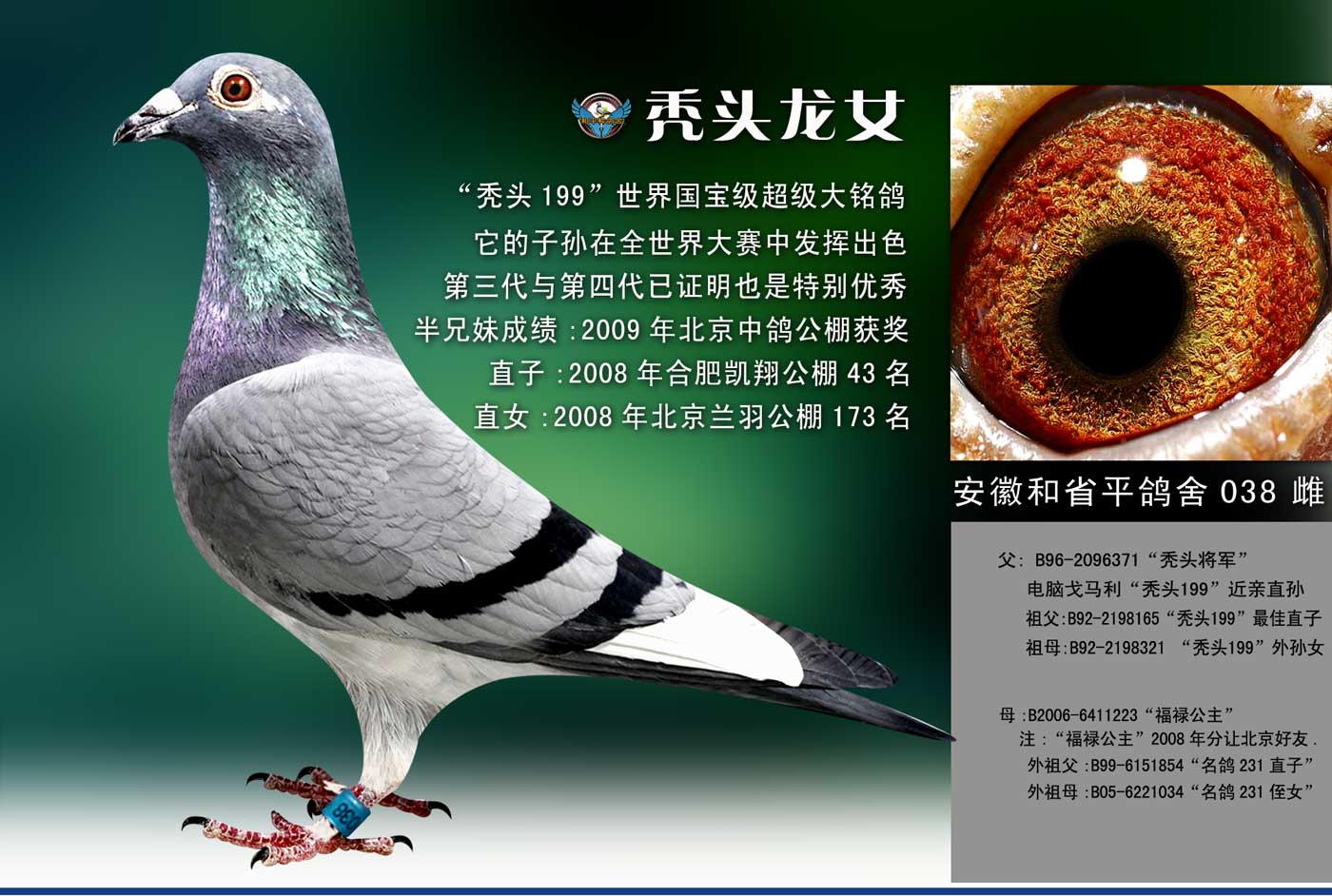 安徽和平鸽舍 - 中信网铭鸽展厅 www.ag188.com