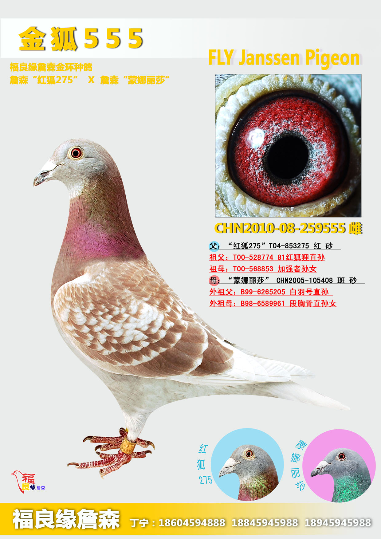 福良缘詹森 - 中信网铭鸽展厅 www.ag188.com