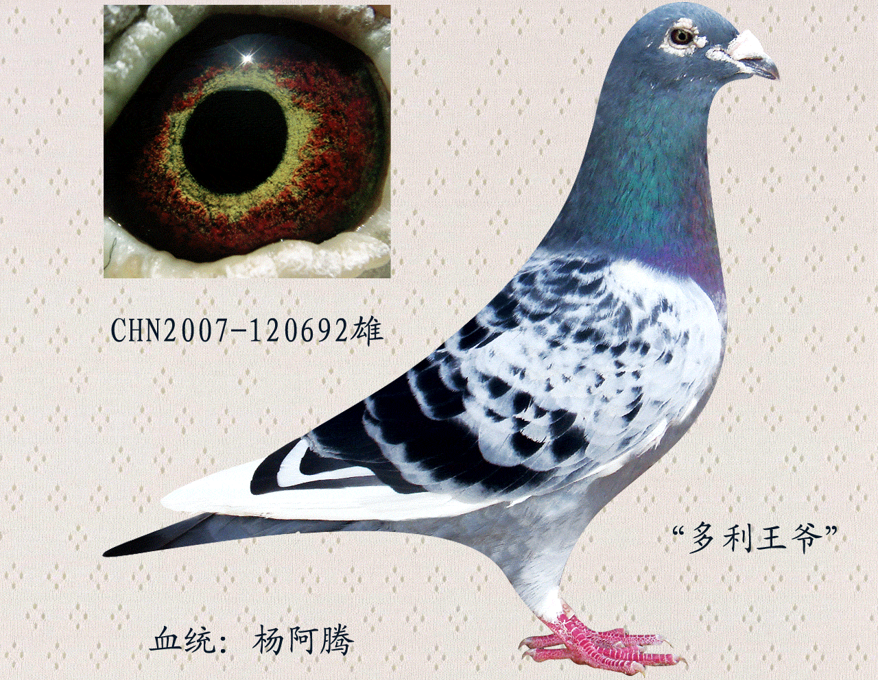 成东慕利门 - 中信网铭鸽展厅 www.ag188.com