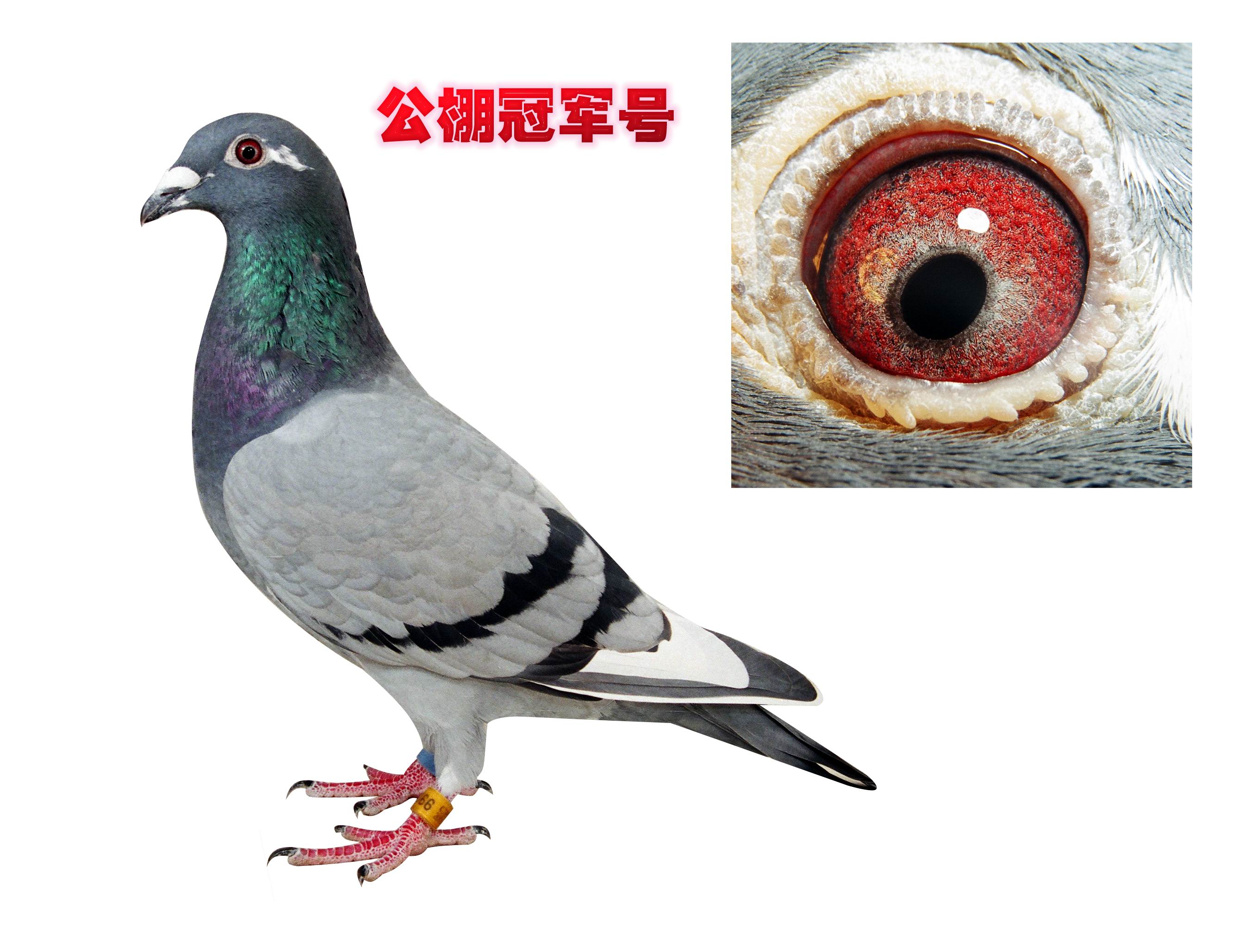 齐鲁瑞丰赛鸽在线拍鸽