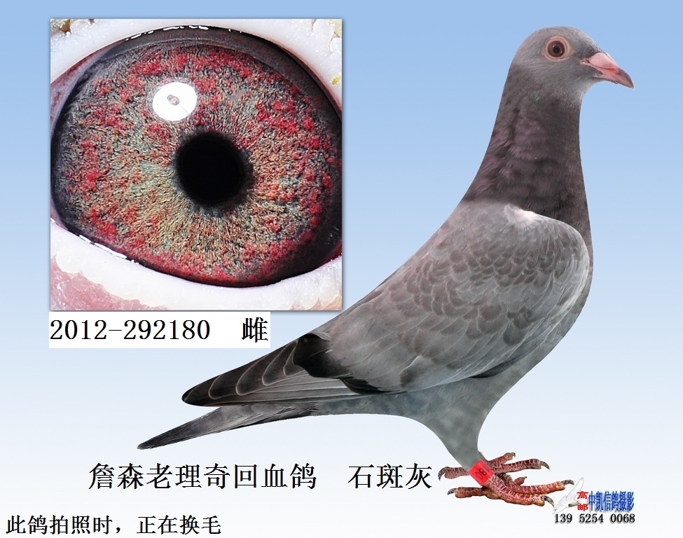 信鸽拍卖首页 拍卖专题 >> 查看拍卖商品   7,詹森老理奇回血鸽  石斑