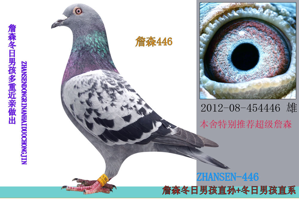 大庆飞雪鸽舍 - 中信网铭鸽展厅 www.ag188.com