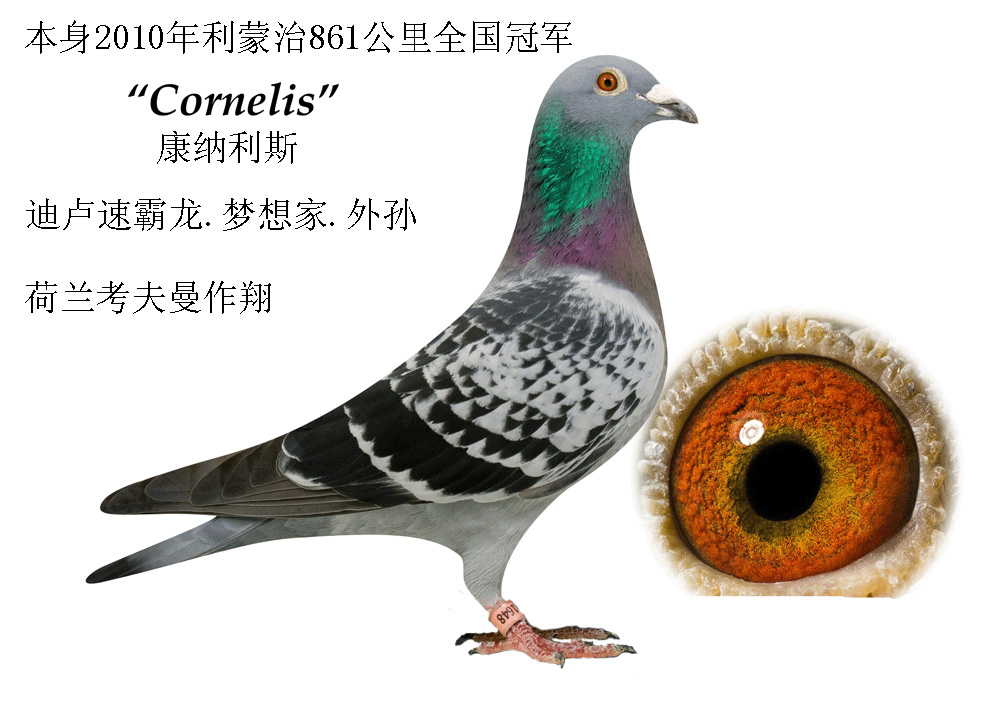 唐山开尔鸽业 - 中信网铭鸽展厅 www.ag188.com