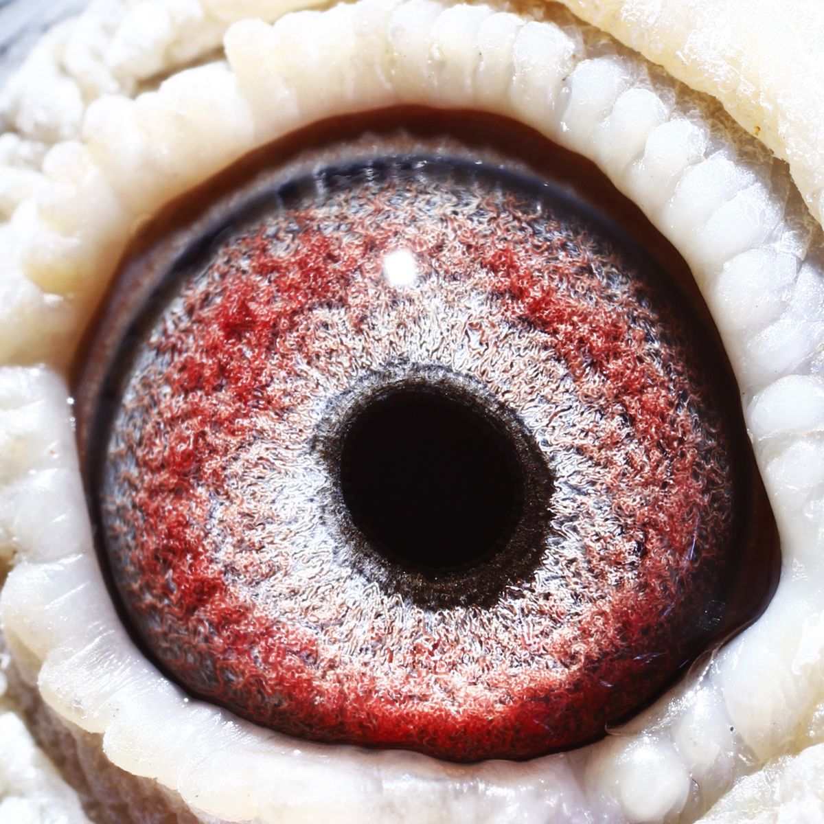 詹森019第四代回血种鸽 保证金级 拍卖