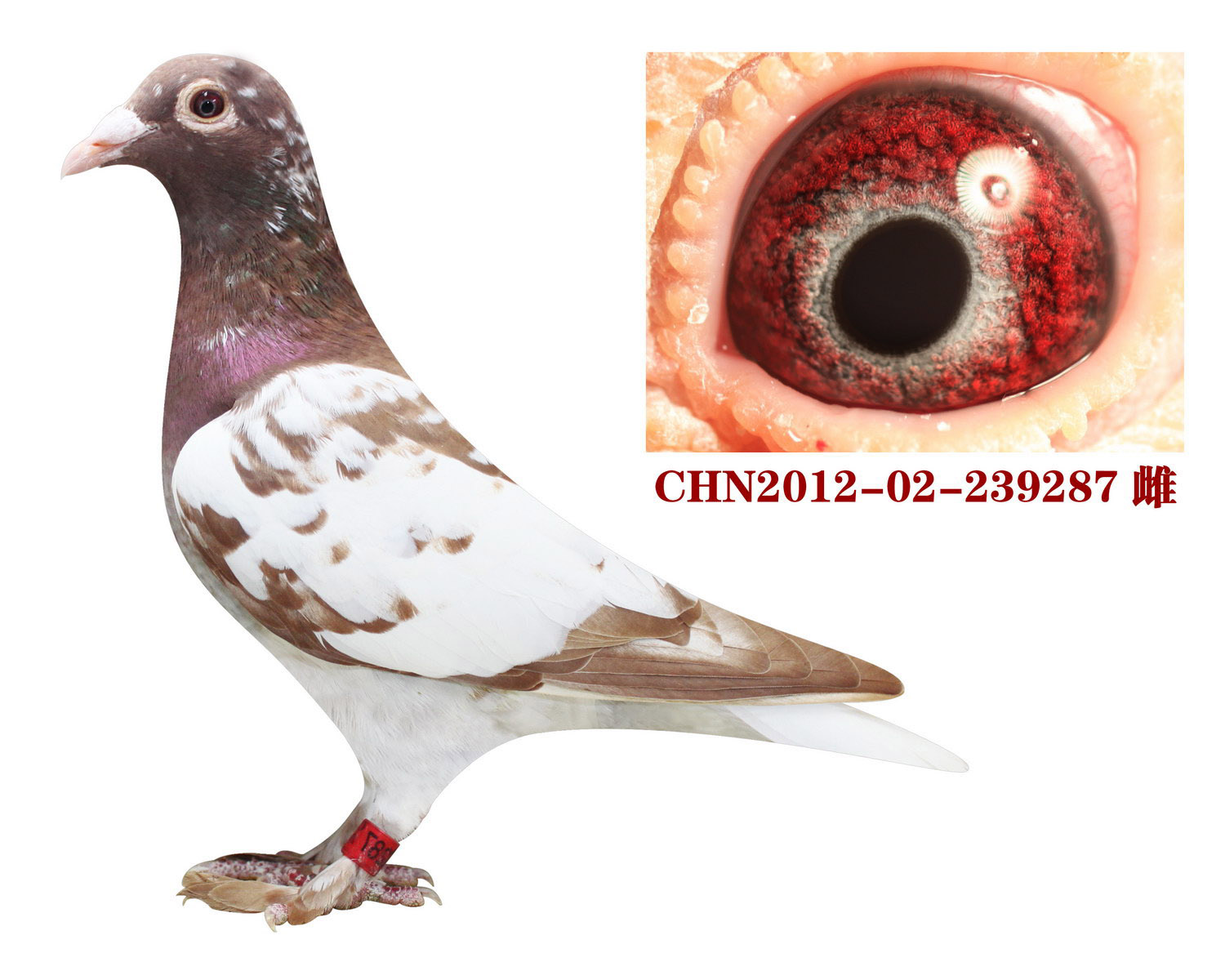 商品信息 商品编号: 96055  数量: 1   羽 开拍时间: 2012-11-13 8