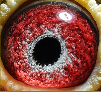 中鸽-联盟鸽业 - 中信网铭鸽展厅 www.ag188.com