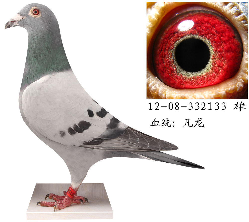 信鸽在线拍卖平台 - 中国信鸽信息网