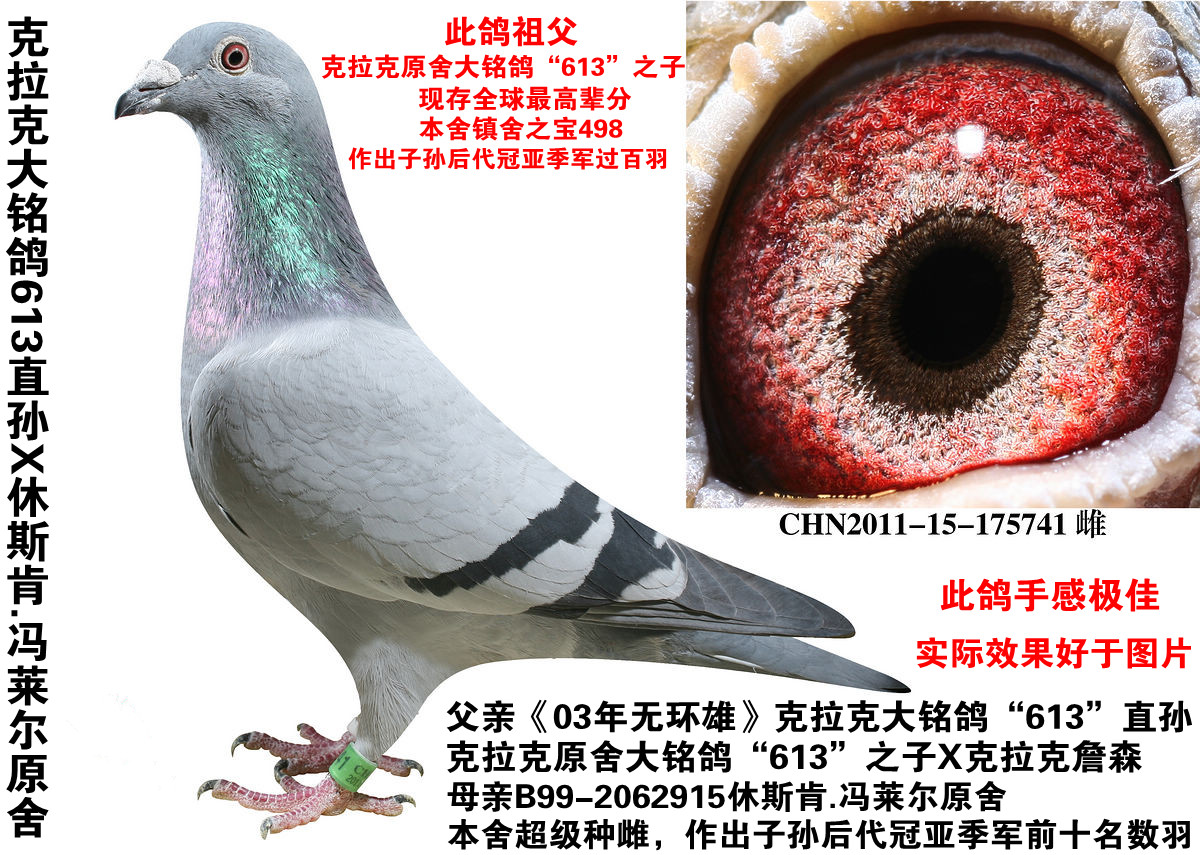 台湾郑东龙修斯肯赛鸽图片
