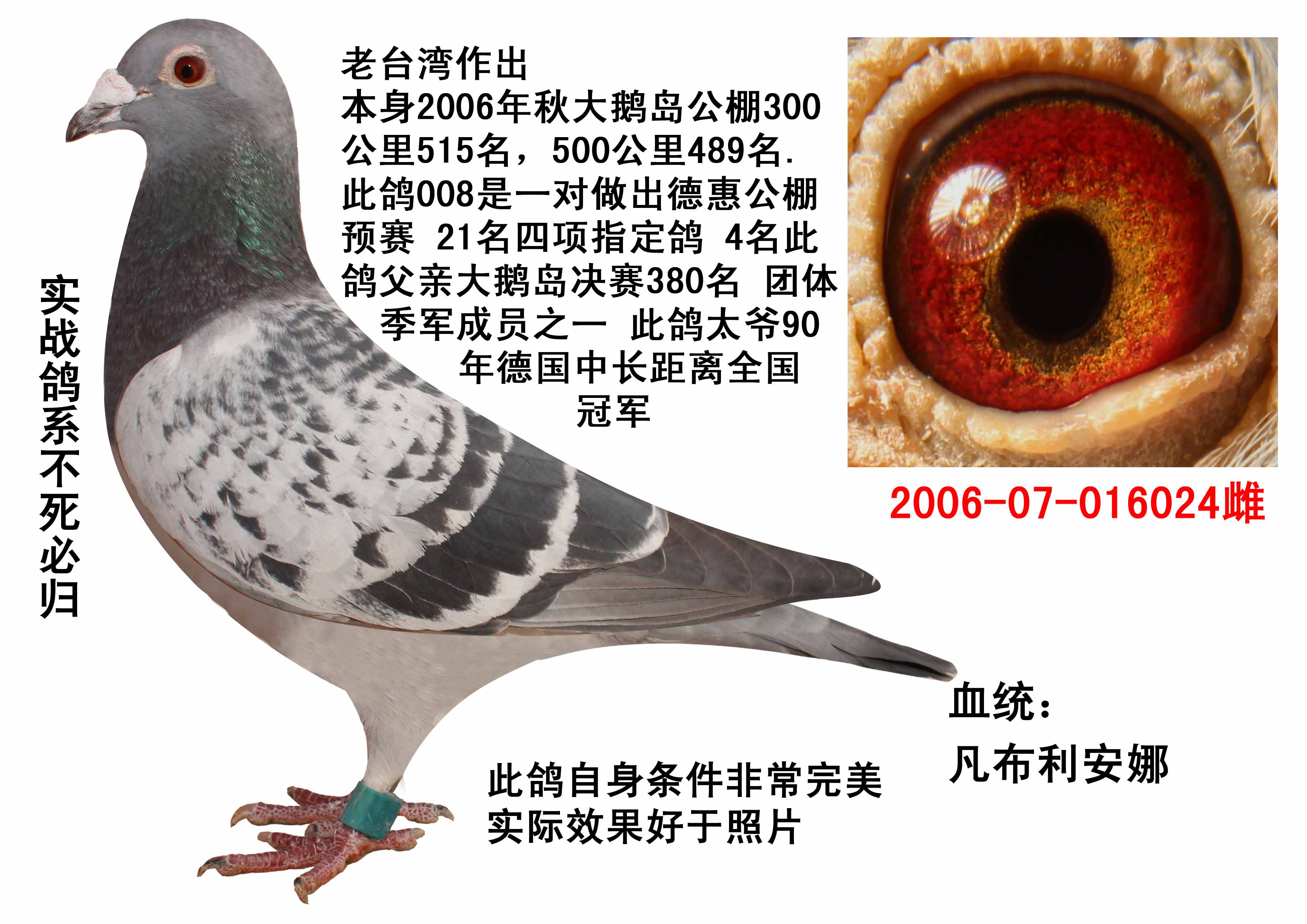 大安翔云鸽舍 - 中信网铭鸽展厅 www.ag188.com